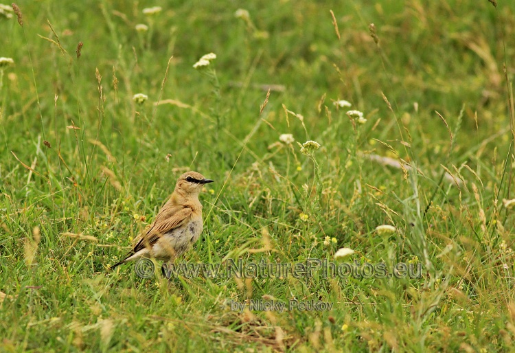 WildLife Photos of Birds, Wheatears & others, Isabelline Wheatear, Oenanthe isabellina